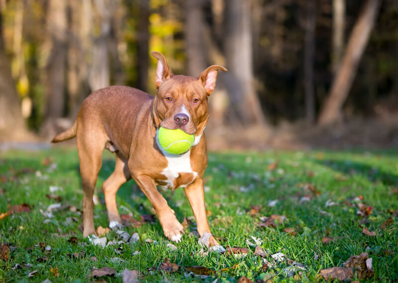 Animal enrichments can include playing fetch with a ball like this pit bull in a park