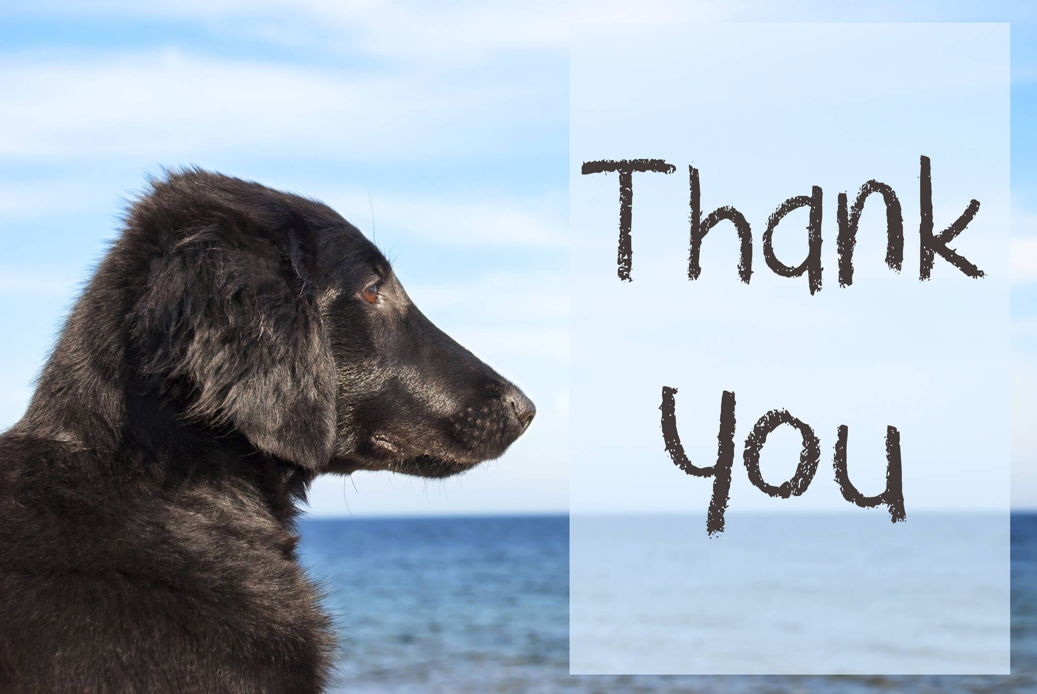 A shelter pet looks out over water with the words Thank You