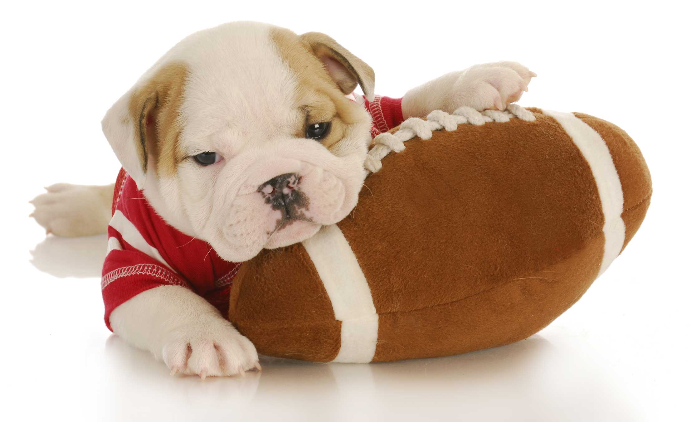 Puppy Bowl brings awareness to shelter animals with puppy football